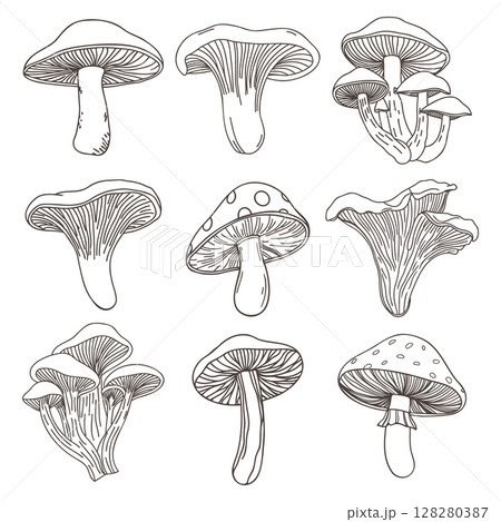 Collection of hand drawn various mushrooms. Mushroom icons set. Hand drawn sketch. Collection of hand drawn various mushrooms. Mushroom icons set. Hand drawn sketch. 128280387