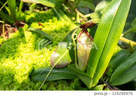 Nepenthes carnivorous plant in Singapore Botanic Gardens 128280878