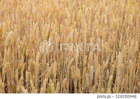 Wheat field top view, ears wheat from above, golden ripe field of wheat. Background and textures. Summer harvest. 128280946