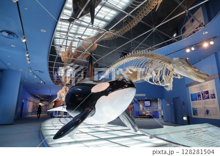 骨格標本シャチ、クジラ類（名古屋港水族館　愛知県 名古屋市） 128281504