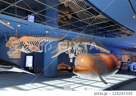 骨格標本シャチ、クジラ類（名古屋港水族館　愛知県 名古屋市） 128281505