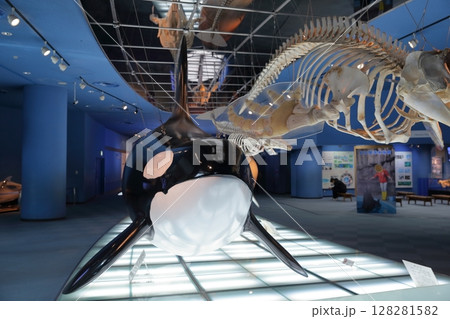 骨格標本シャチ、クジラ類（名古屋港水族館　愛知県 名古屋市） 128281582