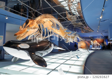 骨格標本シャチ、クジラ類（名古屋港水族館　愛知県 名古屋市） 128281627