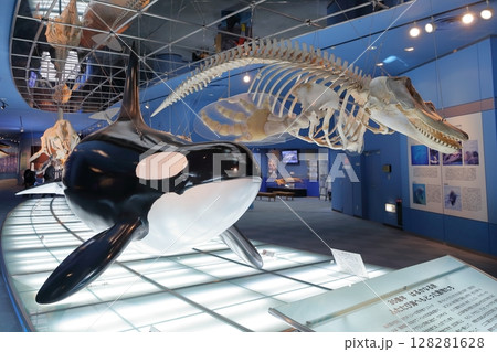 骨格標本シャチ、クジラ類（名古屋港水族館　愛知県 名古屋市） 128281628