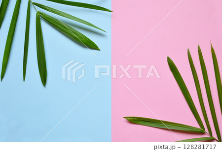 Creative minimal summer idea. Green leaf branches. Palm leaves on pastel colors. Tropical exotic background with empty space for text. Concept creative art. Flat lay, top view. 128281717