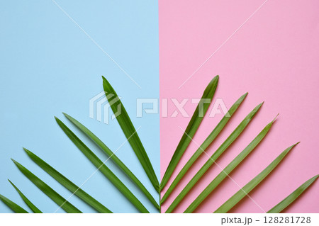 Creative minimal summer idea. Green leaf branches. Palm leaves on pastel colors. Tropical exotic background with empty space for text. Concept creative art. Flat lay, top view. 128281728