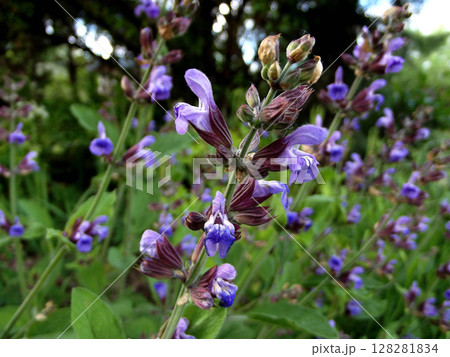 blooming sage with purple flowers 128281834