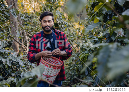 Farmer inspect and picking coffee beans on the coffee tree. Farmer inspect and picking coffee beans on the coffee tree. 128281933