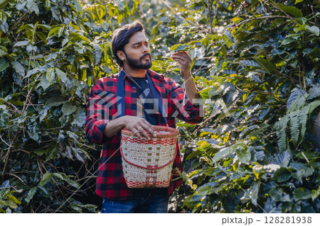 Farmer inspect and picking coffee beans on the coffee tree. Farmer inspect and picking coffee beans on the coffee tree. 128281938