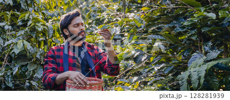 Farmer inspect and picking coffee beans on the coffee tree. Farmer inspect and picking coffee beans on the coffee tree. 128281939