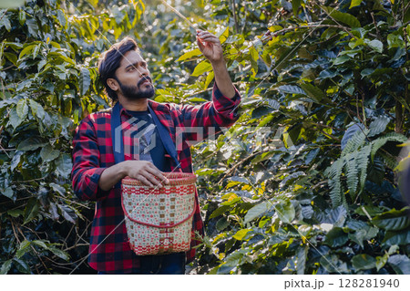 Farmer inspect and picking coffee beans on the coffee tree. 128281940
