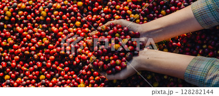 worker inspect and tossing dried coffee beans with hands at farm outdoors. Farmer Man working at farm during process coffee beans dry worker inspect and tossing dried coffee beans with hands at farm outdoors. Farmer Man working at farm during process coffee beans dry 128282144