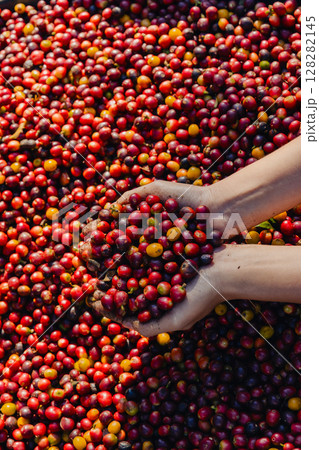 worker inspect and tossing dried coffee beans with hands at farm outdoors. Farmer Man working at farm during process coffee beans dry	 128282145