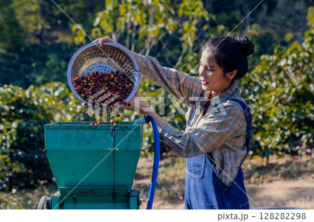 Coffee cherry pulping machine farmer.  128282298