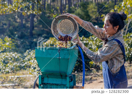 Coffee cherry pulping machine farmer. Coffee cherry pulping machine farmer. 128282300