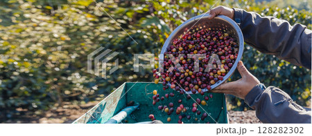 Coffee cherry pulping machine farmer.  128282302