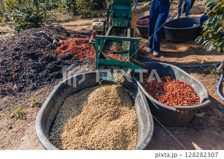 Coffee cherry pulping machine farmer.  128282307