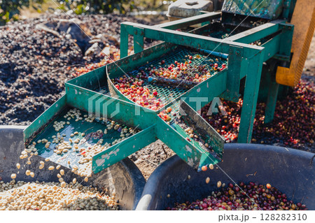 Coffee cherry pulping machine farmer.  128282310