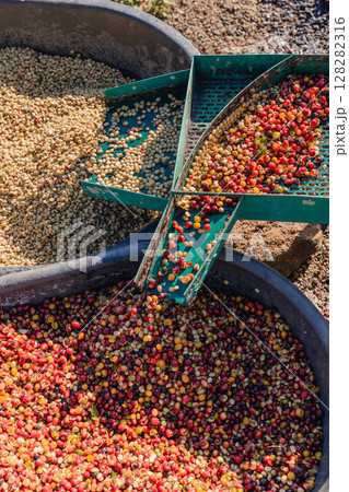 Coffee cherry pulping machine farmer.  128282316