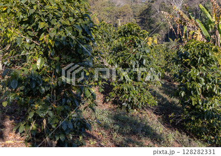 Coffee tree concept. Organic coffee berries beans. Red berry branch. Coffee tree concept. Organic coffee berries beans. Red berry branch. 128282331