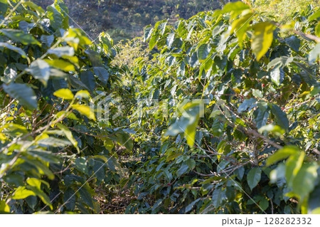 Coffee tree concept. Organic coffee berries beans. Red berry branch. Coffee tree concept. Organic coffee berries beans. Red berry branch. 128282332