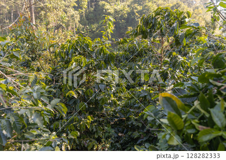 Coffee tree concept. Organic coffee berries beans. Red berry branch.  128282333