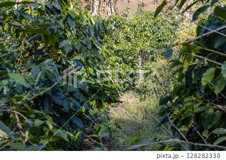 Coffee tree concept. Organic coffee berries beans. Red berry branch.  128282338