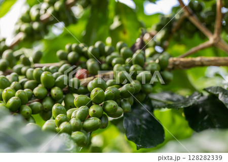 Coffee tree concept. Organic coffee berries beans. Red berry branch.  128282339