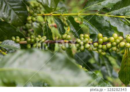 Coffee tree concept. Organic coffee berries beans. Red berry branch.  128282343