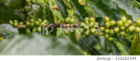 Coffee tree concept. Organic coffee berries beans. Red berry branch.  128282344