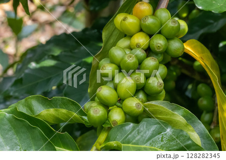 Coffee tree concept. Organic coffee berries beans. Red berry branch. Coffee tree concept. Organic coffee berries beans. Red berry branch. 128282345