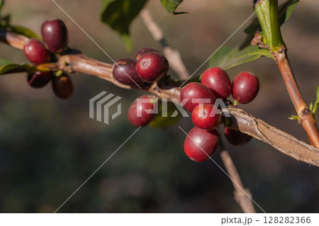 Coffee tree concept. Organic coffee berries beans. Red berry branch. coffee beans on the tree organic farming concept Coffee tree concept. Organic coffee berries beans. Red berry branch. coffee beans on the tree organic farming concept 128282366
