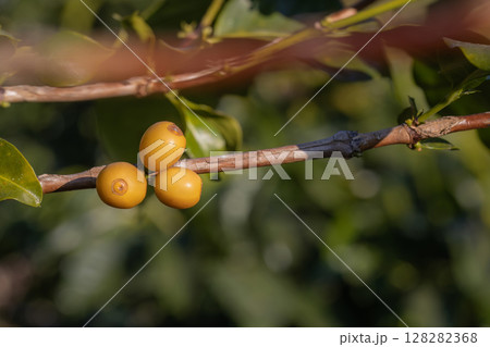 Coffee tree concept. Organic coffee berries beans. Red berry branch. coffee beans on the tree organic farming concept 128282368