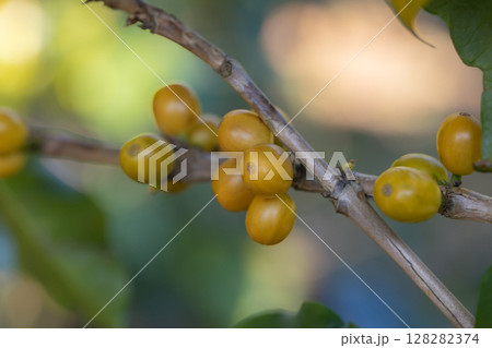 Coffee tree concept. Organic coffee berries beans. Red berry branch. coffee beans on the tree organic farming concept Coffee tree concept. Organic coffee berries beans. Red berry branch. coffee beans on the tree organic farming concept 128282374