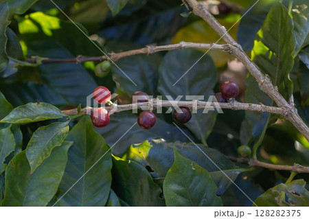 Coffee tree concept. Organic coffee berries beans. Red berry branch. coffee beans on the tree organic farming concept 128282375