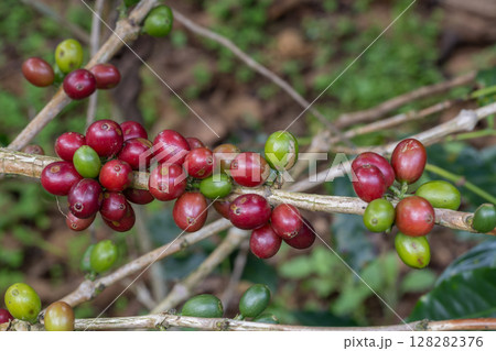 Coffee tree concept. Organic coffee berries beans. Red berry branch. coffee beans on the tree organic farming concept 128282376