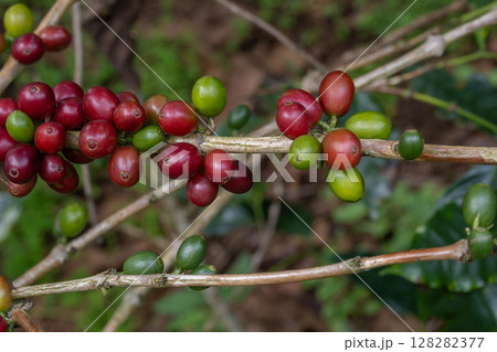 Coffee tree concept. Organic coffee berries beans. Red berry branch. coffee beans on the tree organic farming concept 128282377