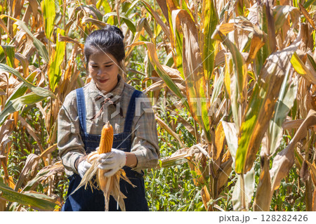 Farmer work in a field with corn. agriculture irrigation concept. 128282426