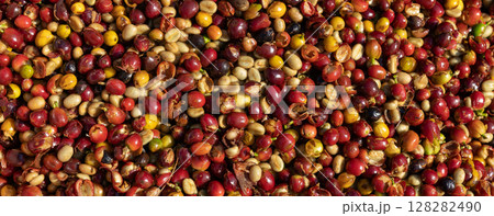 The process of making coffee beans dry by using sunlight. The process of making coffee beans dry by using sunlight. 128282490