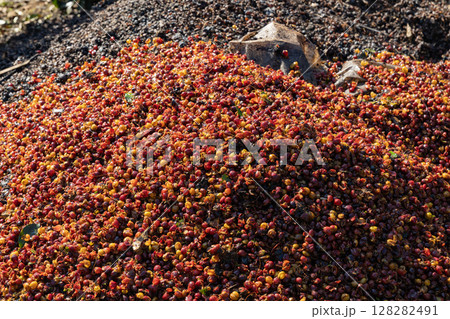 The process of making coffee beans dry by using sunlight. The process of making coffee beans dry by using sunlight. 128282491