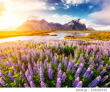 Great view of lupine flowers glowing by sunlight. Location Stokksnes cape, Vestrahorn, Iceland, Europe. Great view of lupine flowers glowing by sunlight. Location Stokksnes cape, Vestrahorn, Iceland, Europe. 128282532