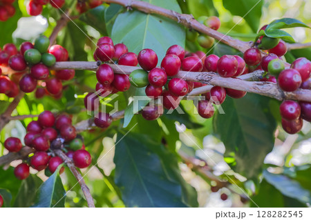 Coffee tree concept. Organic coffee berries beans Coffee tree concept. Organic coffee berries beans 128282545