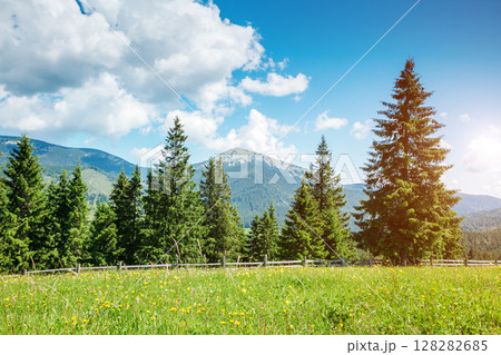 beautiful summer landscape beautiful summer landscape 128282685