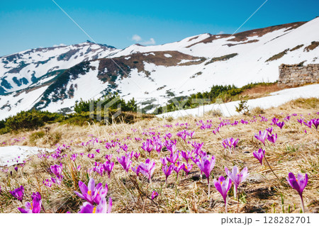 beautiful spring flowers beautiful spring flowers 128282701