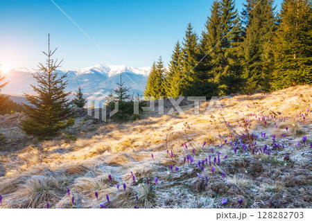 beautiful spring flowers beautiful spring flowers 128282703