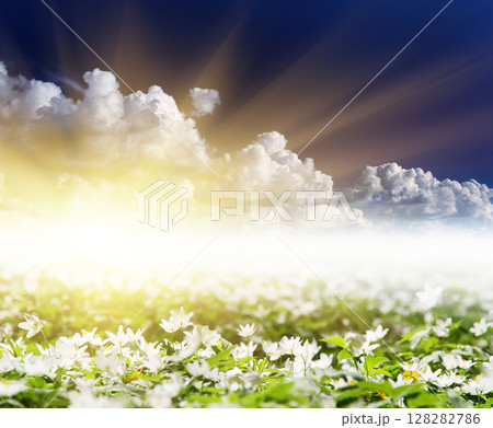 flower 128282786