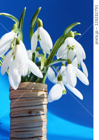 snowdrops 128282791