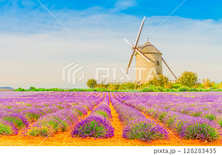 Blooming Lavender field 128283435