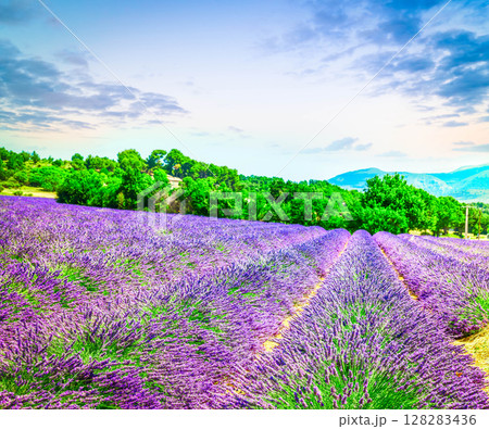 Lavender field 128283436