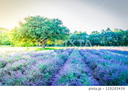 Lavender field at summer Lavender field at summer 128283439